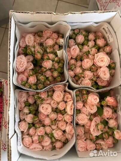 Кустовые розы