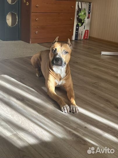 Амстафф вязка