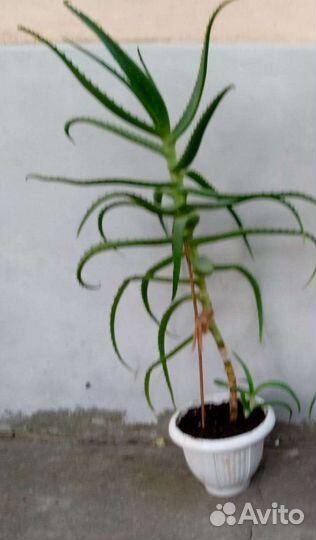 Алоэ столетник