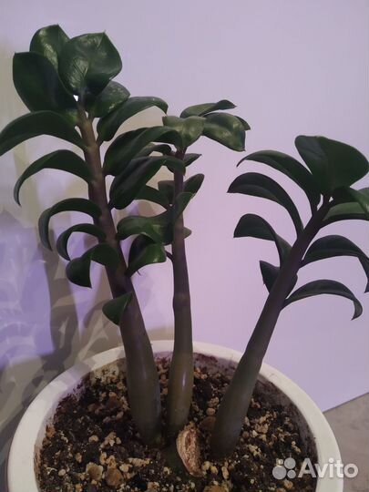 Замиокулькас зензи