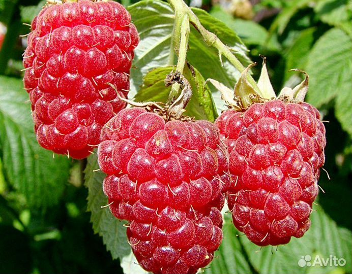 Хоста элитная сортовая