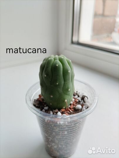 Продам кактусы