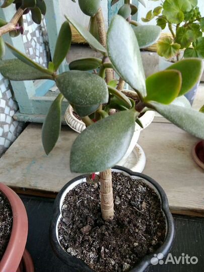 Комнатные цветы и растения