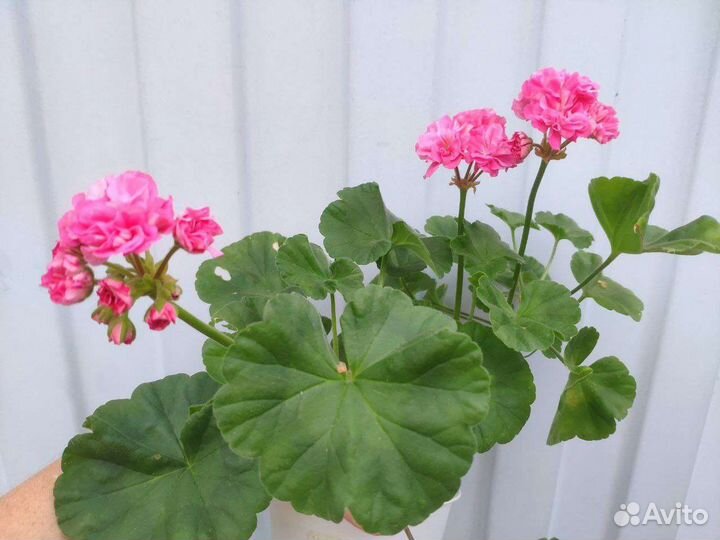 Пеларгонии. Много. Часть 3