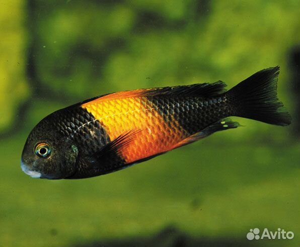 Аквариумные рыбки цихлиды