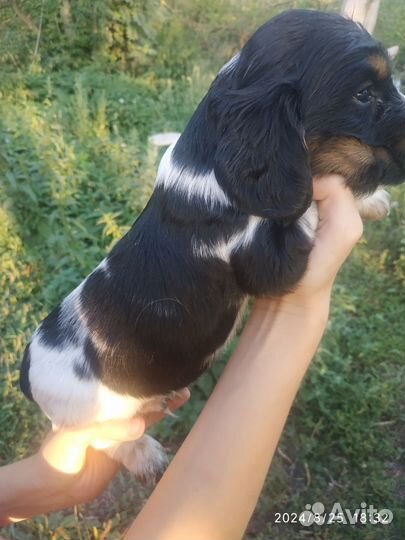 Щенки английский кокер спаниель