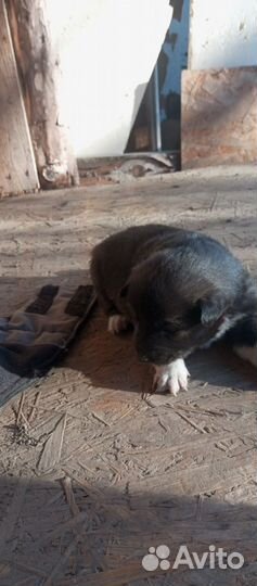 Русско европейская лайка