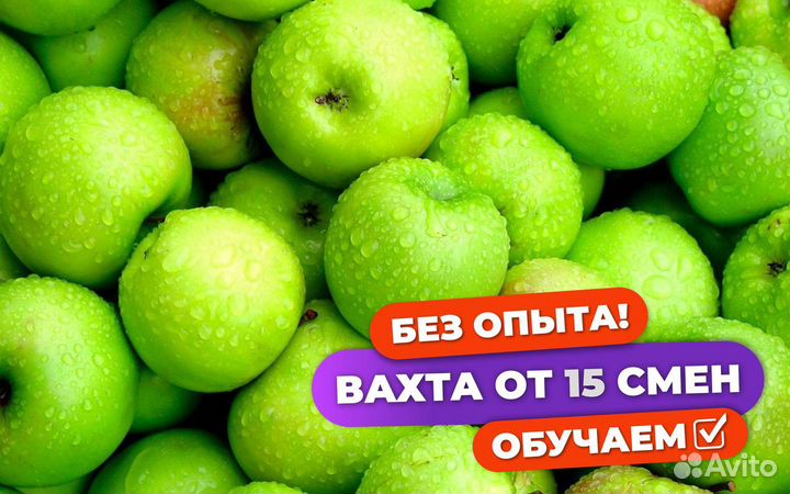Сборщик яблок вахта в Волгоградской области