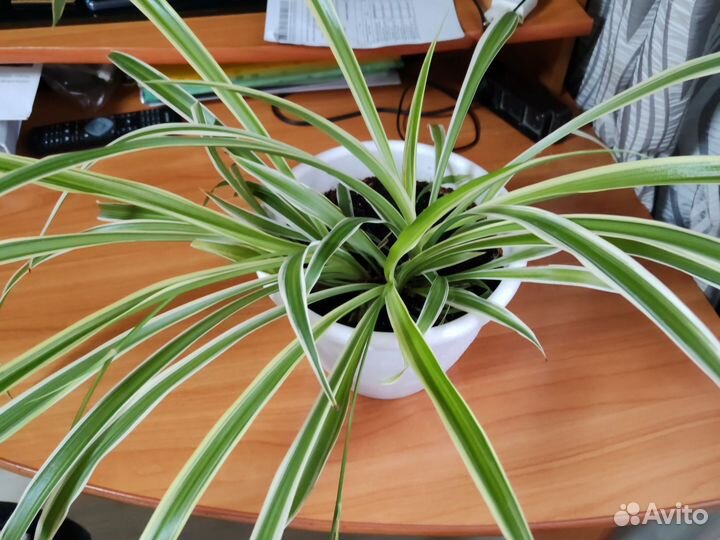 Хлорофитум