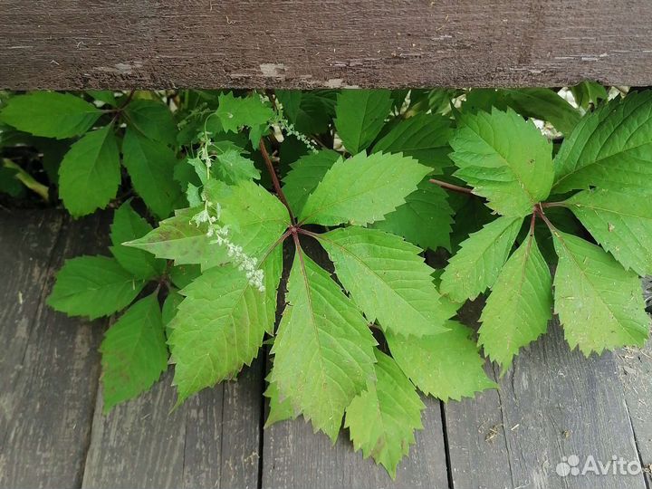 Саженцы девичий виноград