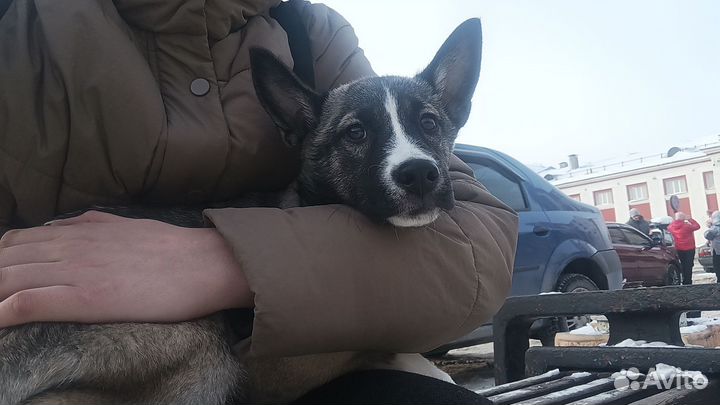 Сибирский хаски Метис