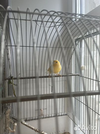 Кенар поющий