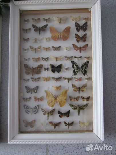 Большая коллекция насекомых