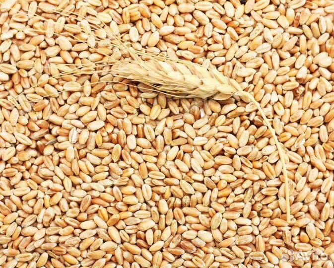 Горох,Пшеница,кукуруза,овёс, ячмень