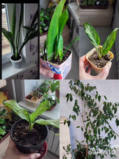 Комнатные цветы