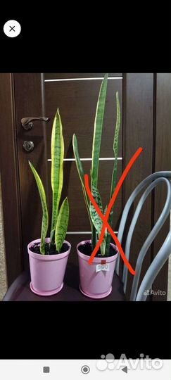 Сансевиерия лауренти (желтополосая)