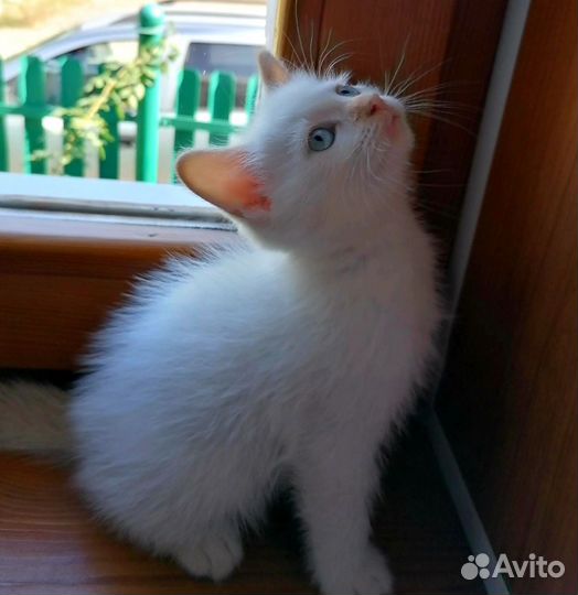 Котик 1,5 месяца