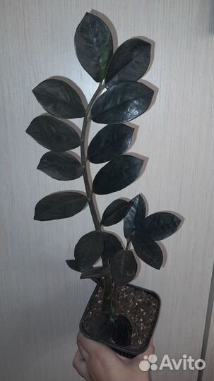 Замиокулькас черный равен