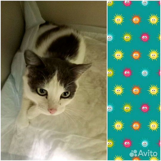 Ищет дом Котик не такой как все