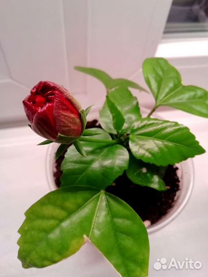 Гибискус красный махровый Китайская роза