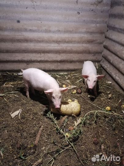 Поросята ландрас
