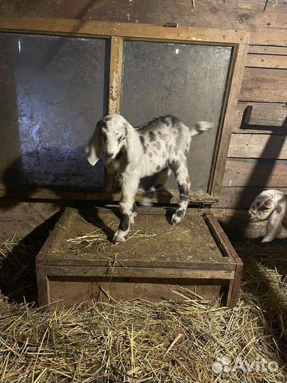 Нубийские козлята