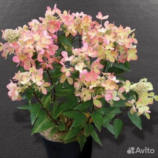 Гортензия метельчатая Пастел Грин