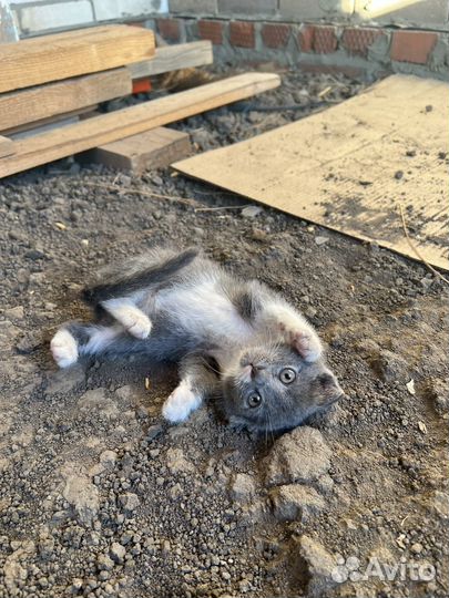 Отдам в добрые руки котенка