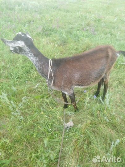 Домашние животные козы