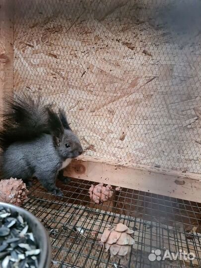 Маньчжурская (черная) белка