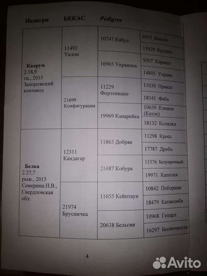 Лошадь