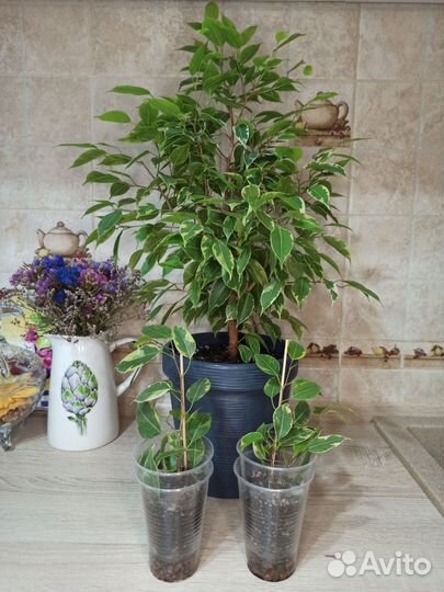 Фикус Кинки