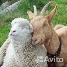 Электропастух