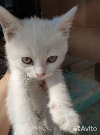 Котята серые, белые, чёрные
