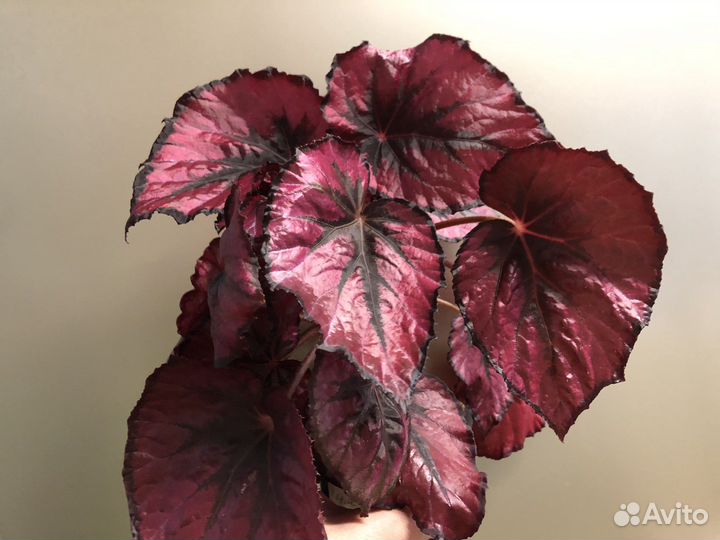 Бегония Декоративно-лиственные
