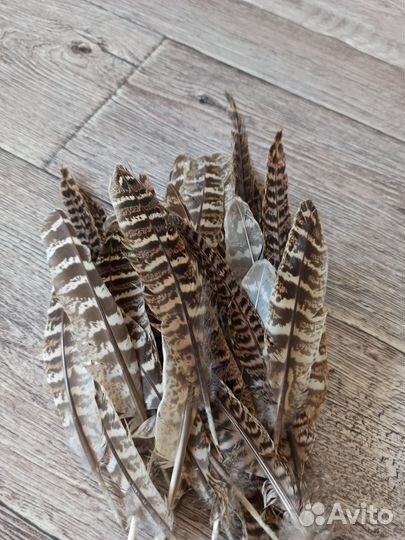 Перья фазана