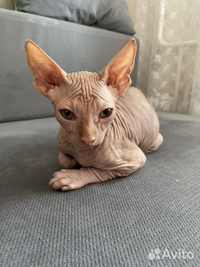 Канадский сфинкс