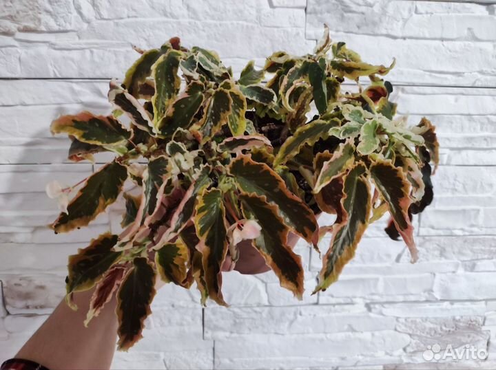 Декоративно-лиственные комнатные цветы