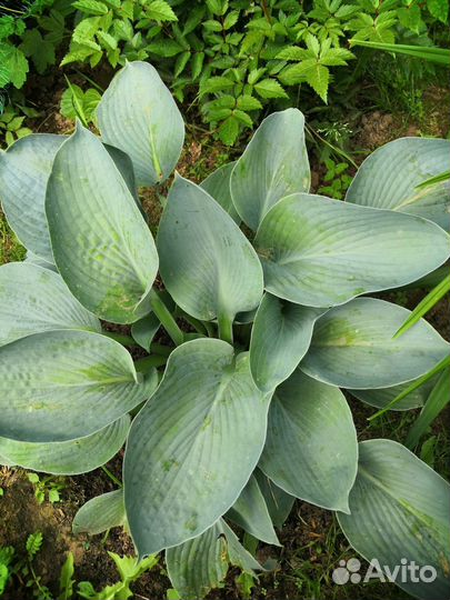 Продаются хосты