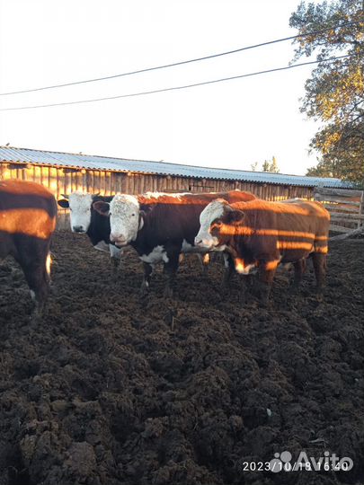 Бычки и быки