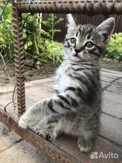 Котенок в добрые руки