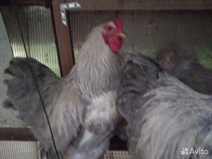 Куры и цыплята Брама Изабелла