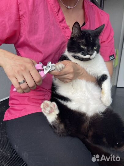 Груминг кошек экспресс-линька стрижка