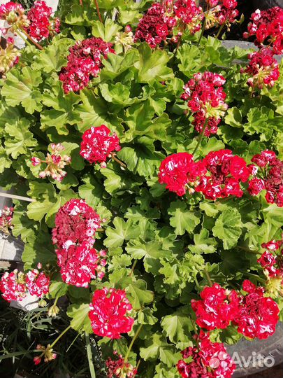 Герань кудрявая