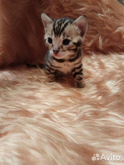 Бенгальская