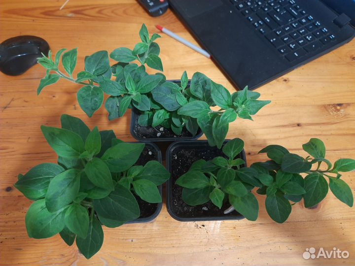 Вегетативная петуния Виста бабл гам