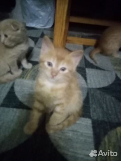 Котята