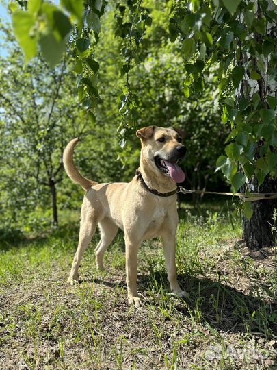 Крупная собака с шикарным характером