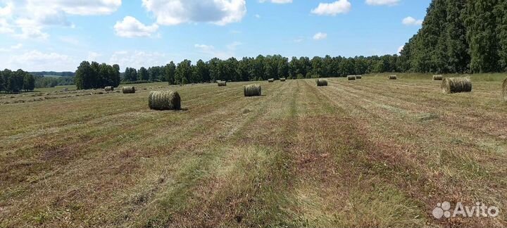 Сено в рулонах