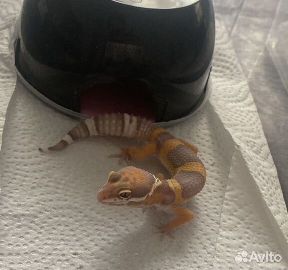 Малыши Эублефара